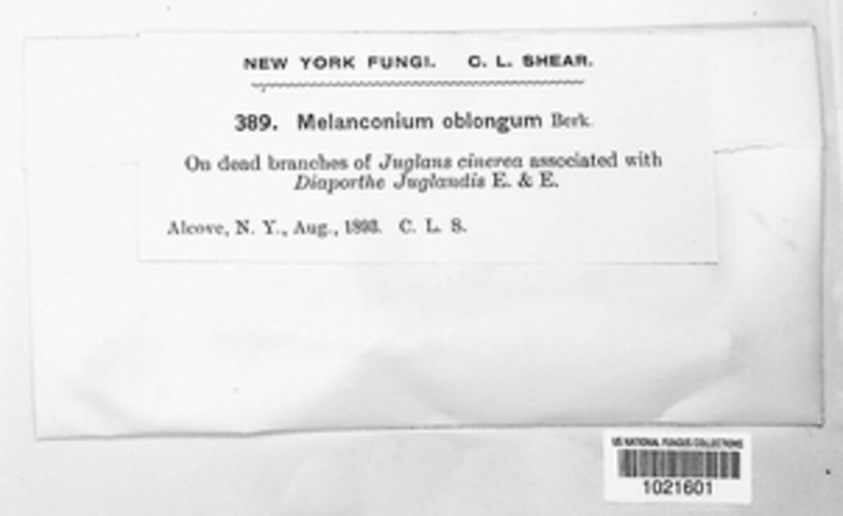 Juglanconis oblonga image